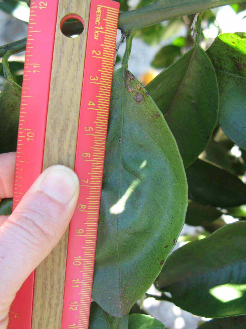              Unifoliolate leaf (Winter Haven, FL)       